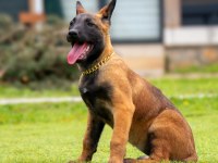 Malinois yavrularda son nokta
