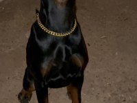 EUROPEAN KİNG DOBERMAN DİŞİ YAVRUMUZ