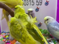 30 35 günlük bebek muhabbet kuşu yavrular