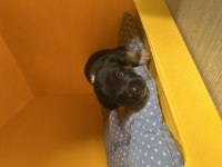 Sevimli Terrier Yavrular Yeni Yuvalarını Arıyor!