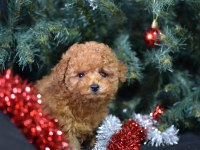 MİNİK TOY POODLE KOCAMAN MUTLULUK