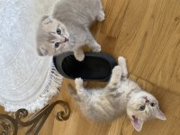 Scottish Fold British Fold Yavrular