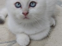 Ev ortamında yetişmiş yavrular scottish fold