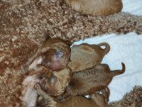 Şecereli Toy Poodle Anneden Yavrular