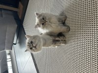 Çok oyuncu çok sıcak kanlı 4 aylık erkek british longhair