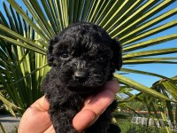 Toy poodle yavrular