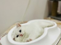 Orijinal British Shorthair