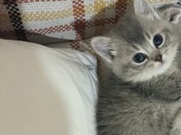 Yeni Yuvalarına Gitmeye Hazır Kediler