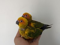 BEBEK GÜNEŞ KONUR PAPAĞANLARI