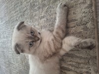 Scottish Fold