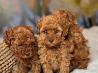 Mükemmel Güzellikteki Toy Poodle Yavrularımız