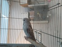 Yavru show Jumbo muhabbet kuşu