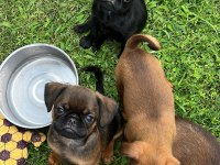 Küçük ( Petit ) Brabançon Elit yavru köpekler