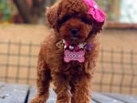 Çok özel redbrown kore toy poodle yavrular