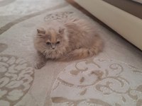 DÖRT AYLIK DİŞİ SCOTTİSH STRAİGHT LONGHAİR