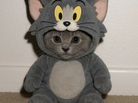 British shorthair erkek yavru