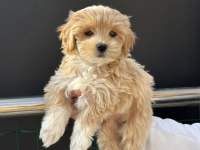 Ruhsatlı çiftlikde ziyarete açık kore maltipoo