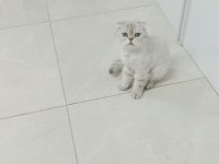 Scottish Fold Dişi