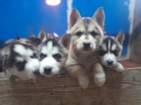 Orjinsl husky yavrularimiz