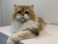 British longhair kısır oğlan