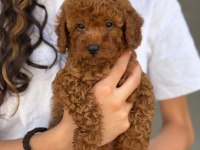 TOY POODLE BEBEKLERİ