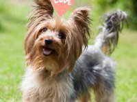 Yorkshire terrier 32 günlük