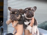 French Bulldog 45 Günlük