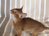 Safkan Abyssinian Yavrular