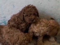 Poodle Bebeklerimiz Yeni Evlerini Bekliyor