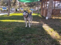 2 buçuk yaşında safkan dişi husky (sibirya kurdu)