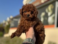 Show Kalite Redbrown Toy Poodle Ziyarete Açık