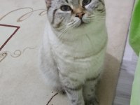 British shorthair kedisi