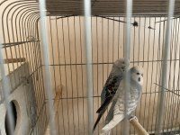 1 Adet Yetişkin Muhabbet Kuşu