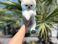 Orjinal Pomeranian Boo