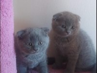 Scottish fold 2 aylık