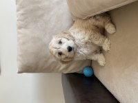 Dişi Maltipoo