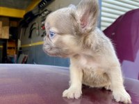 Üst kalite egzotik french bulldog yavrular