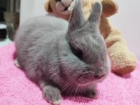 Safkan Hollanda Cüce Tavşan (Netherland Dwarf)