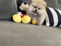 Pomeranian Erkek Bebek