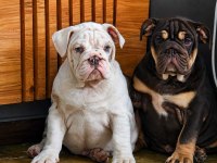 ÜST DÜZEY İNGİLİZ BULLDOG YAVRULAR