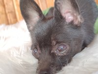 Chihuahua Erkek