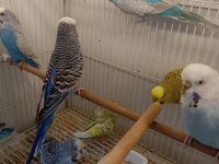 Damızlık dişi erkek muhabbet kuşlar