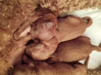 Şecereli Toy Poodle Anneden Yavrular