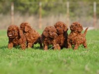 Irkının en güzeli toy poodle yavrular