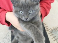 2 aylık 2 dişi ve 1 erkek british shorthair yavrular
