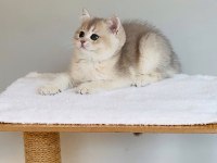 Safkan anne baba şecereli british shorthair ay11 kodunda