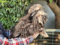 Morkie biblolar