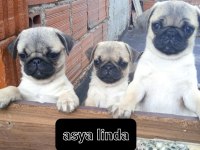 Pug mops bebekler