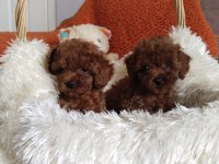 Teacup boy kore poodle yavrularımız