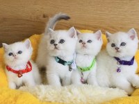 Show kalite maviş point British shorthair bebekleirm 